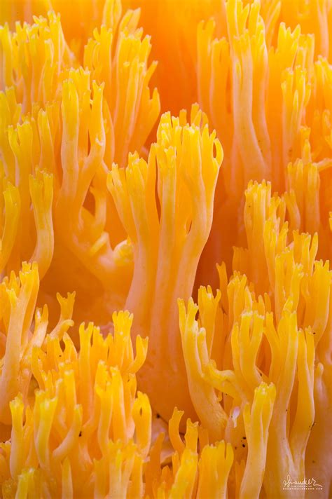Coral Fungus Ramaria Leptoformosa Siuslaw National Forest Oregon