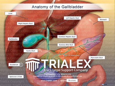 Normal Anatomy Of The Gallbladder And Pancreas Trialexhibits Inc