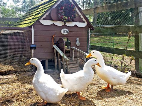 Farm Ducks