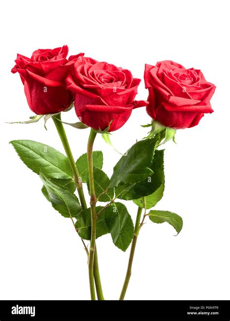 Beautiful Red Rose Isolated On White Background Stock Photo Alamy