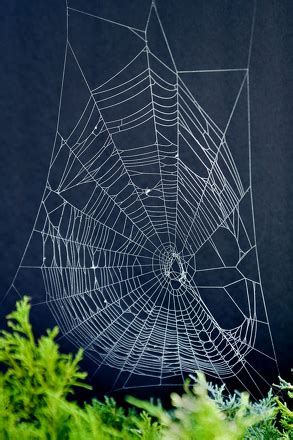 Make Spider Web Art! | Activity | Education.com