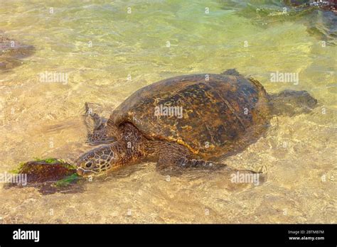 Green Sea Turtle Or Hawaiian Sea Turtle In The Water Laniakea Beach