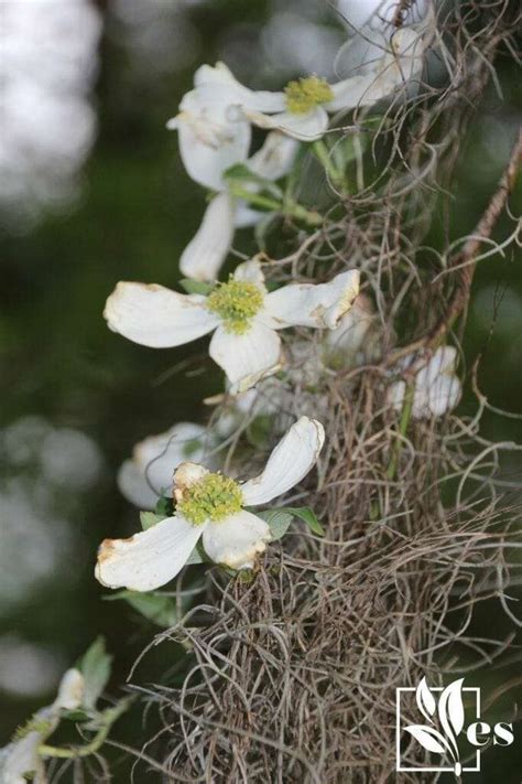 How To Save A Dying Dogwood Tree The Complete Troubleshooting Guide