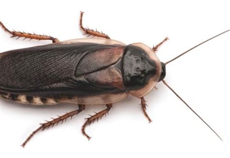 How Long Can A Cockroach Live Without Its Head Pest Pointer