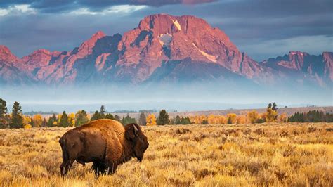 Bison In Grand Teton National Park Wyoming Usa 1920x1080 Rwallpaper