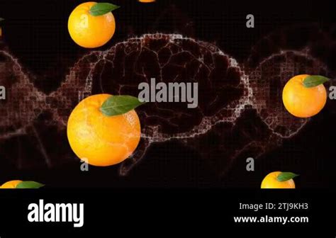 Animation Of Digital Brain With Dna Helix Over Oranges Against Black