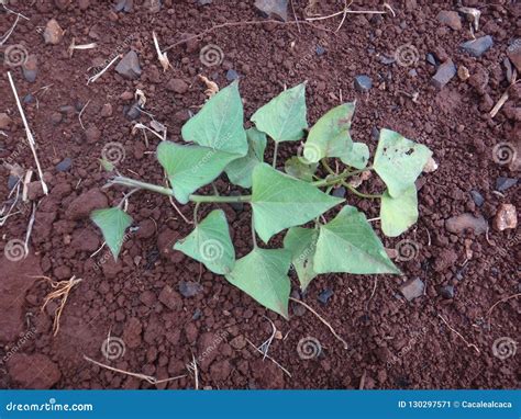 Sweet Potato Plant Seedlings Stock Image Image Of Creeper Batate