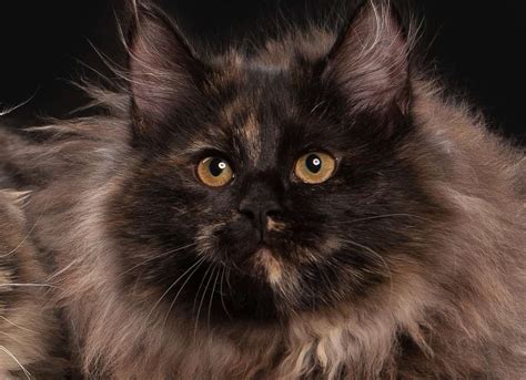 tortoiseshell cat cat breeds encyclopedia