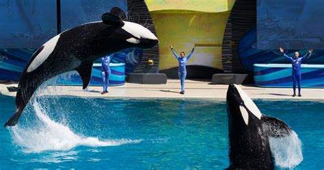 Seaworld San Diego Puts On Final Killer Whale Show Time