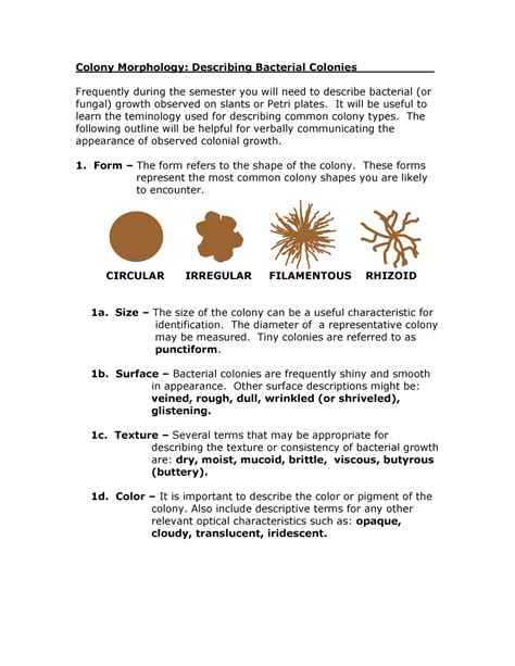 Colony Morphology How To Identify Different Subtleties Of Bacteria