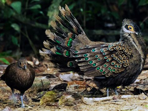 Malayan Peacock Pheasant Ebird