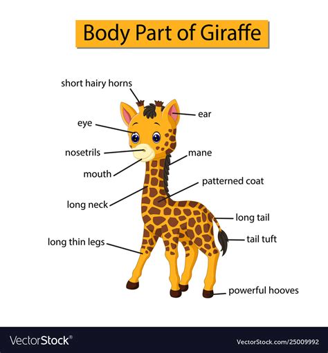 Human body parts pictures with names: Diagram showing body part giraffe Royalty Free Vector Image