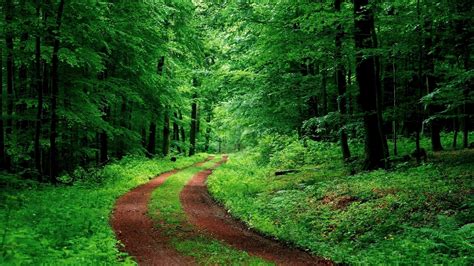 Download Green Vegetation Forest Nature Tree Man Made Path Hd Wallpaper