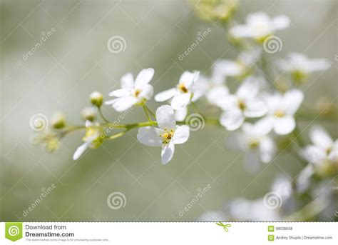 Small White Flowers On The Nature Stock Photo Image Of Landscape