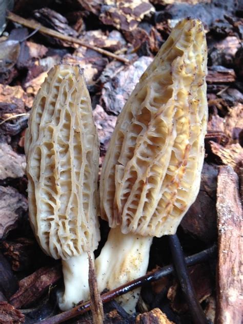 30 Ideas For Morel Mushrooms Texas Best Recipes Ideas And Collections