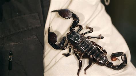 9 Emperor Scorpion Facts And Care Tips Pet Tarantulas