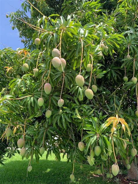 Gardening Expert Shows Easiest Way Growing Mango Trees Gerden Style