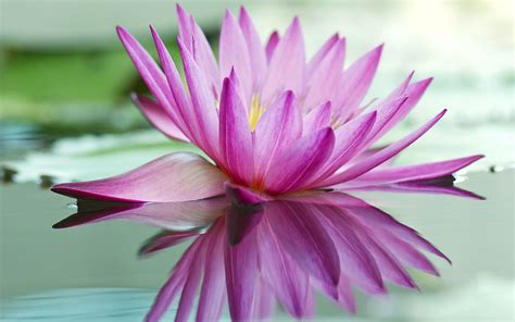 Pink Lotus Flower Hd Wallpapers For Mobile Phones And