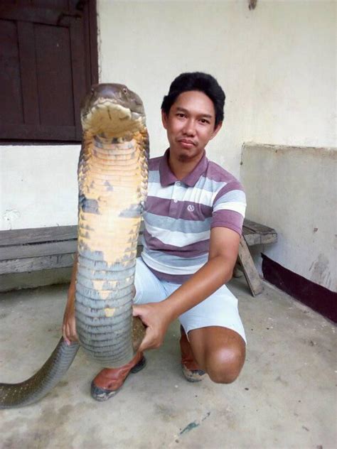 Sốc Với Hổ Mang Chúa Khổng Lồ Chưa Từng Thấy ở Indonesia