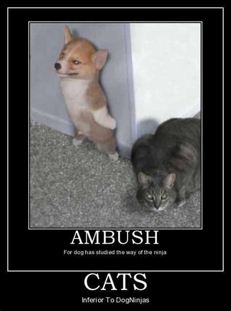 25 Funny Dog And Cat Demotivational Signs Cattime