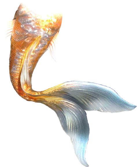 Mermaid Tail Mermaid Tail Png Download Free Transparent Mermaid Png Download