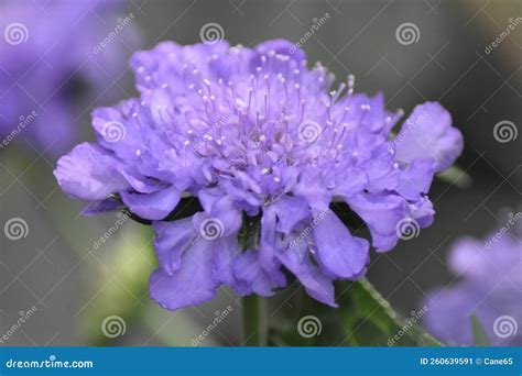 Scabious Scabiosa Columbaria Stock Image Image Of Light Background