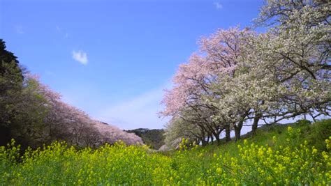Cherry Blossoms At Matsuzaki Shizuoka Prefecture Japan