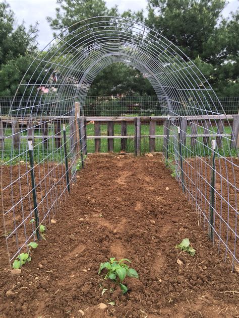 Diy Cattle Panels As Trellises For Cucumbers Melons And Squash With