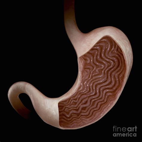 Human Stomach Photograph By Science Picture Co Pixels