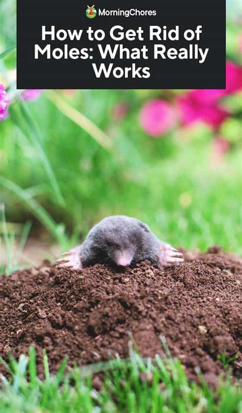 How To Get Rid Of Moles From Your Garden