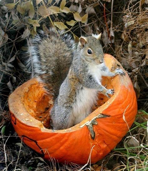 Pin By Agnes Krause On Fall Time Cute Squirrel Animals