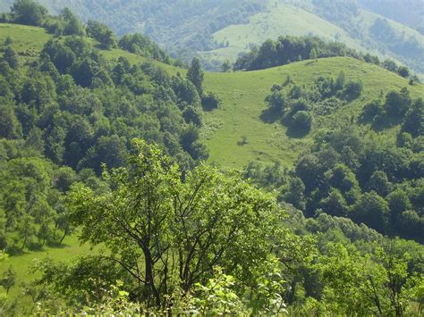 Bulgarian Nature Forest And Hills View