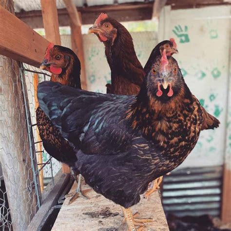 Black Star Chicken Appearance Temperament Eggs And Raising Tips