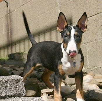 Tri color english bull terrier. Bull Terrier Dog Breed Pictures, 1