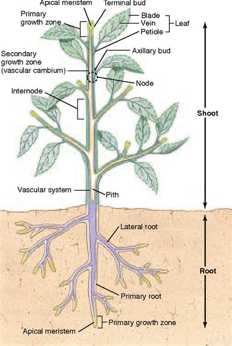 Figure 386 From The Plant Body 382 Plants Have Three