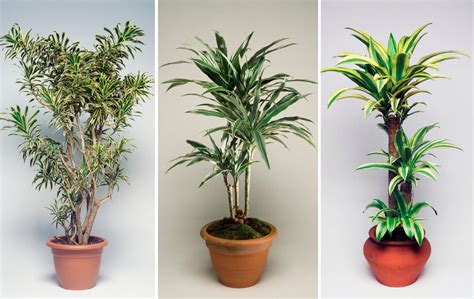 Una pianta giapponese è in grado di rallentare l'invecchiamento. Informazione: Piante Da Interno Facili Da Tenere