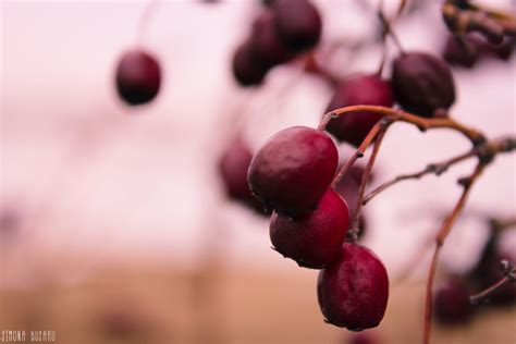 Red Wild Fruit Flickr