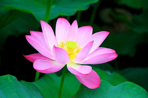 Lotus In Full · Free Photo On Pixabay