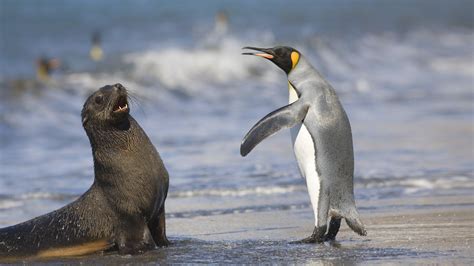 King Penguin And Antarctic Seal Bing Wallpaper Download
