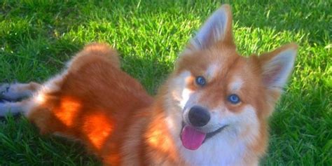 Plusieurs raisons peuvent expliquer qu'un chien ait les yeux bleus : Un joli chien aux yeux bleus qui a l'allure d'un renard ...
