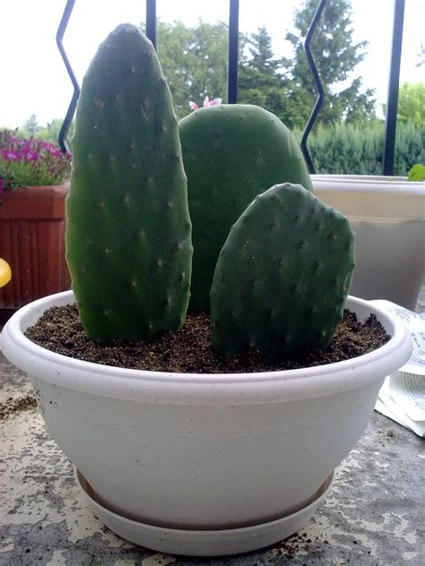 Des cactus partout, tout le temps, de toutes sortes. Figuier de barbarie