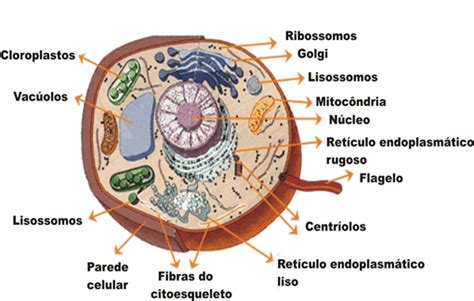 Células Eucariontes E Procariontes Só Biologia