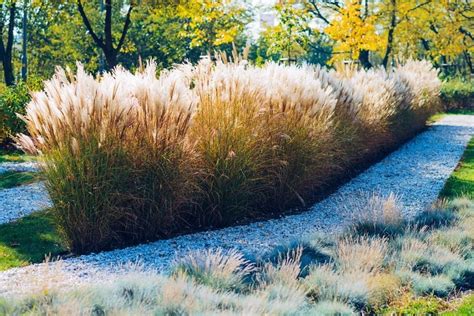 22 Ornamental Grasses For Landscaping Best Decorative Grasses