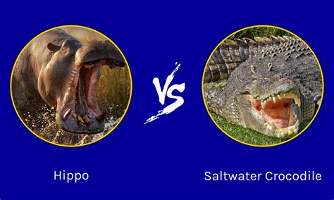 Hippo Vs Saltwater Crocodile Key Differences And Who Would Win In A