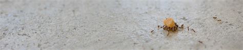 How much pest control should cost. Pest Control services in Orlando - NuHEXA Modern Pest ...