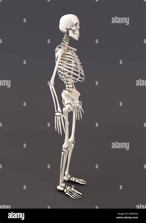 Skeleton Of A Gray Background Stock Photo Alamy