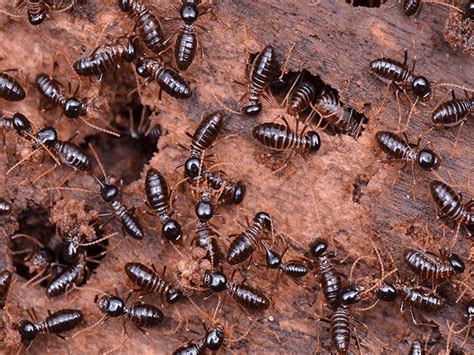 A Complete Guide To Western Subterranean Termites Termites In Az