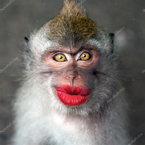 Funny Monkey With A Red Lips — Stock Photo © Watman 70253417