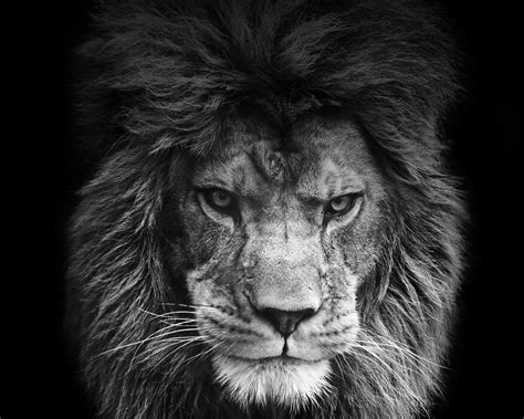 Weitere ideen zu dragon ball, motive, handy hintergrund hd. Legendärer Löwe Hintergrund - Lade auf dein Handy von ...