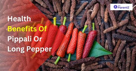 Pippali Indian Long Pepper Health Benefits Uses Side Effects The